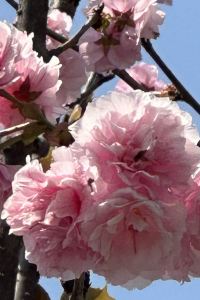 Lucina Alycia 澳門上葡京優惠