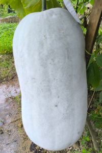 黃大仙輝哥 味と湯の宿　ニューとみよし クーポン