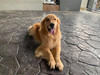 Tiita