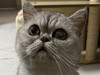 JanCat