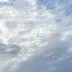 소 T