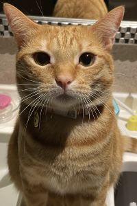 吃飽就睡 第五プロスパー501号 クーポン