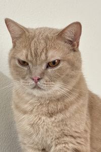 訪客用戶 撫雲·供氧輕奢美宿（麗江古城大水車店）優惠