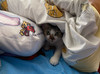 Meowcat