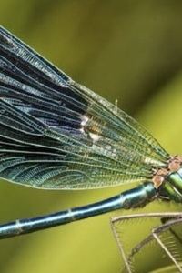 Travelling dragonfly 達爾文瑞吉斯中心酒店優惠