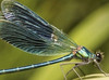 Travelling dragonfly