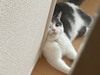 とんがり