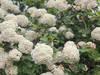 Pair_wa