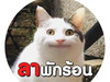 ตัวกลมตะลอนเที่ยว