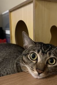 姬斯 布吉椰子鄉村度假酒店 （SHA Extra Plus）優惠