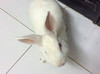 Puk-pui