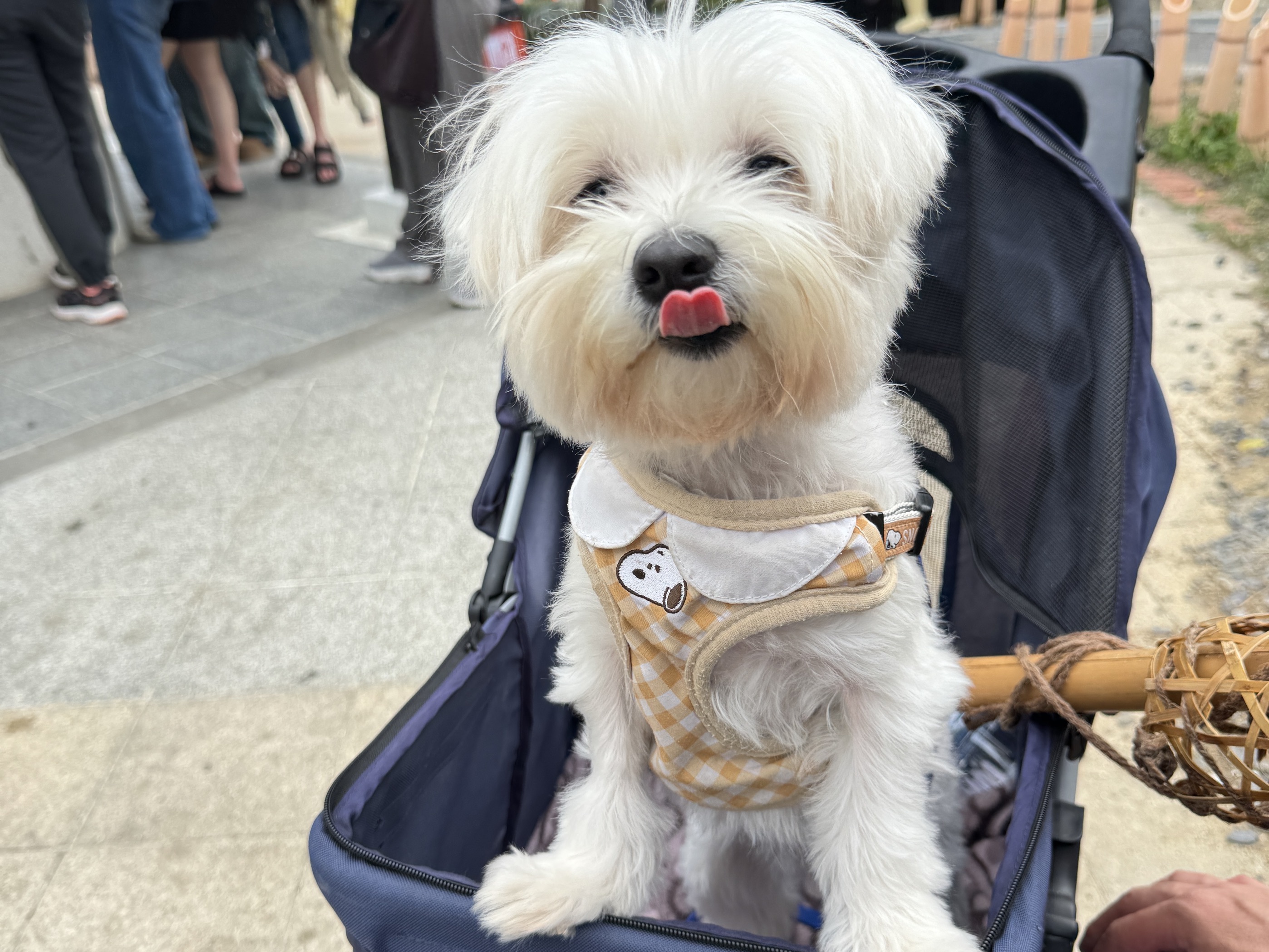 小貝與小貝婆的幸福生活