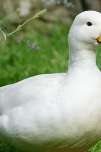 explorer_96 大阪難波日和飯店優惠