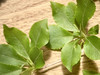 koyae