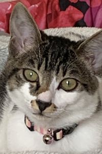 黒猫千 日光ステーションホテル Ⅱ番館 クーポン