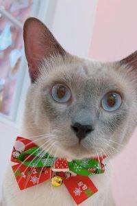 訪客 城市客棧優惠