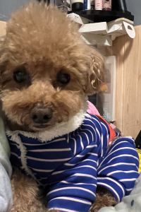 Iris_Mak 奈威S酒店（深圳海岸城店）優惠