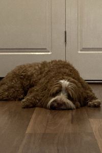 たびのきろく 京都八條口皇家雙胞胎飯店優惠