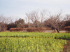 lam_123