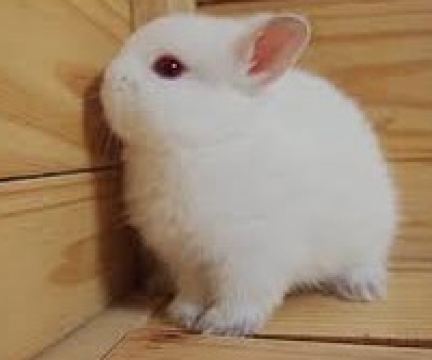 安娜媽媽 澳門雅辰酒店優惠