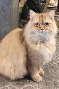 Oswulf 新華蓮商務酒店（珠海拱北口岸城軌站店）優惠