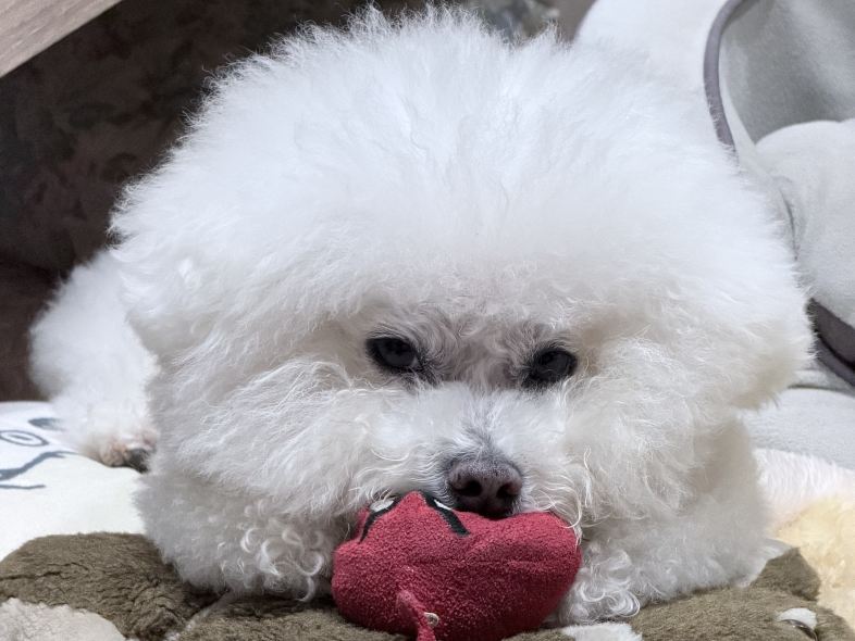 트립닷컴 회원