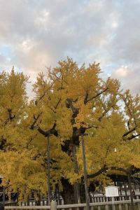まこ12 大江戸温泉物語　城崎温泉 きのさき クーポン