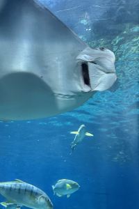 ของขวัญ กับแมวจอมป่วน 行政飯店優惠