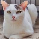 Guang
