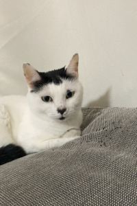 kaoramu 海神廟納特雅酒店優惠