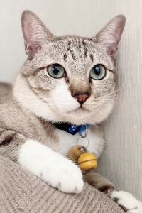 THANAA 索內特西貢飯店優惠