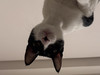 Hiimeve