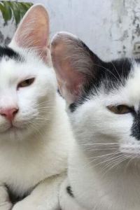 Mie2929 亞洲大酒店優惠