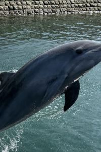 후지-JP 休暇村　指宿 (いぶすき) クーポン