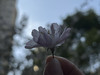 Shaae