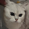 Mit Chan