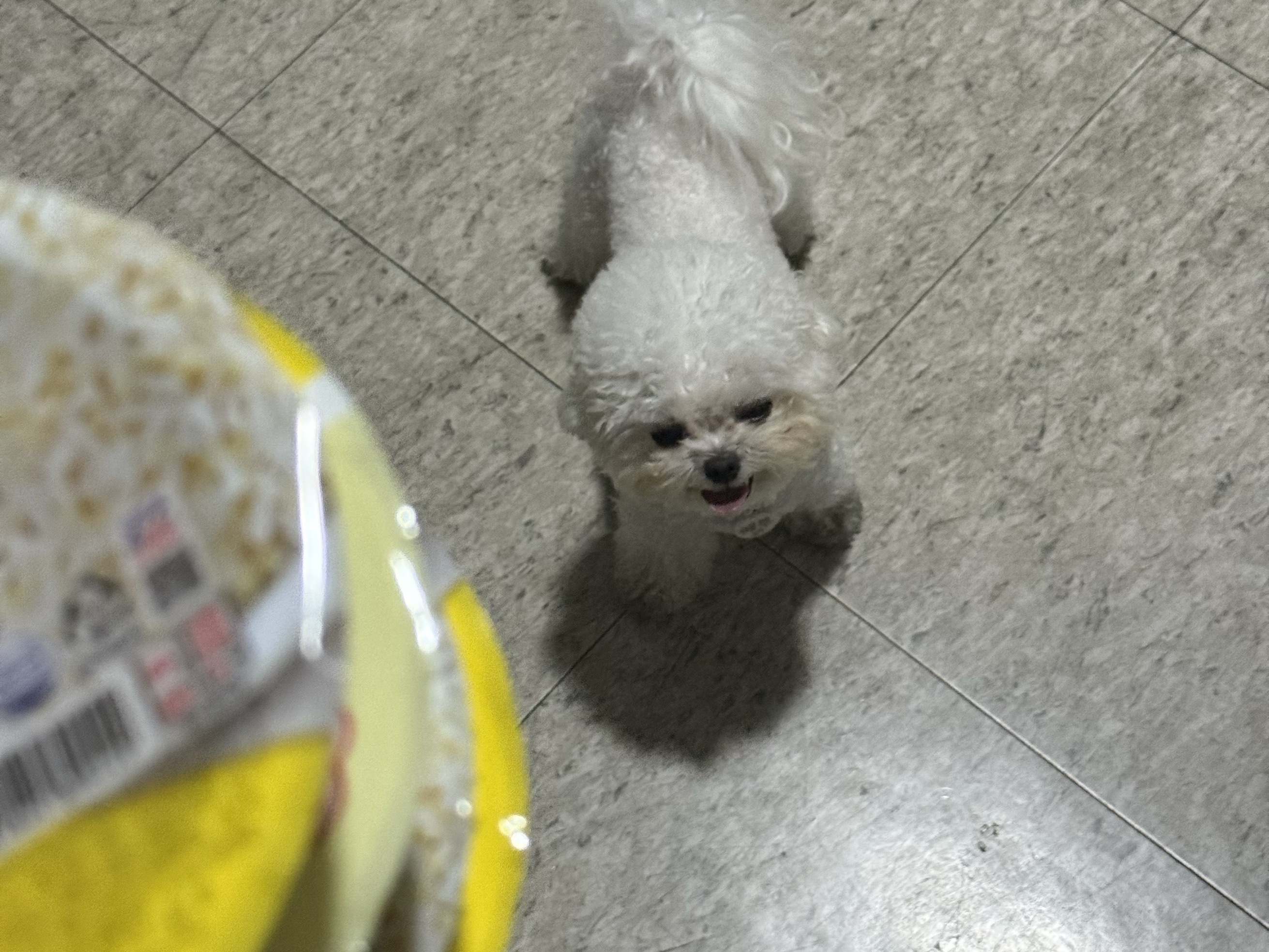 해뿌대디