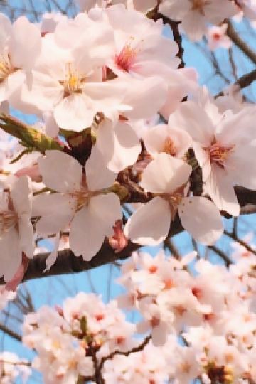 たくさん旅行したい 西鉄イン黒崎 クーポン