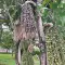 Druid