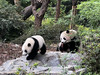 魏仪丹