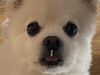 해삐제제리