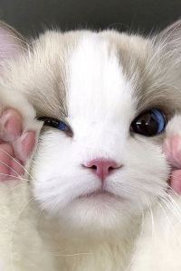 Bubblemay ST共居旅店 - 牛車水優惠