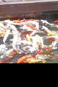 kate6033 LANCO藍蔻酒店（深圳布吉東站店）優惠