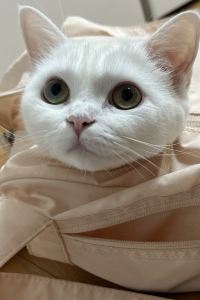 구름솜