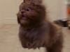 Mini_Stacy