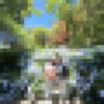 緗緗