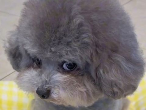 트립닷컴 회원