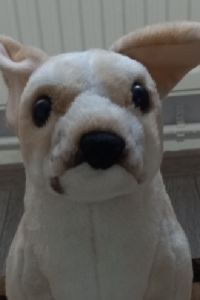 Sighi Chungju Rose Hill 쿠폰