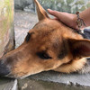 roki2