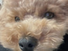 chai_jpn
